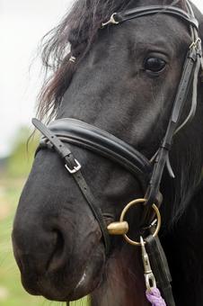 湖畔に立つ黒馬のクローズアップ 湖畔に立つ黒馬のクローズアップの写真