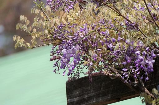 藤の花 藤の花の写真