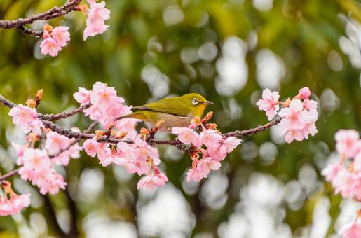 桜とメジロの春爛漫の出会い 桜とメジロの春爛漫の出会いの写真