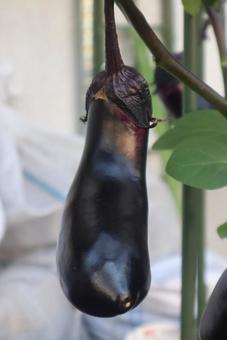 夏に採る実 夏に採る実の写真