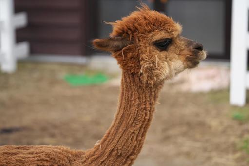 アルパカの横顔 アルパカの横顔の写真