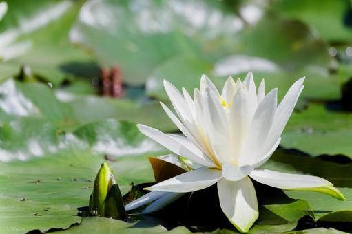 Photo, early summer, flower, water lily, 