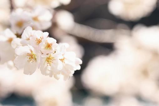 岩国 錦帯橋の桜 岩国 錦帯橋の桜の写真