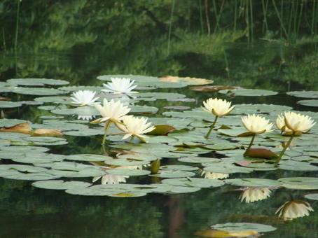 ハスの花 ハスの花の写真