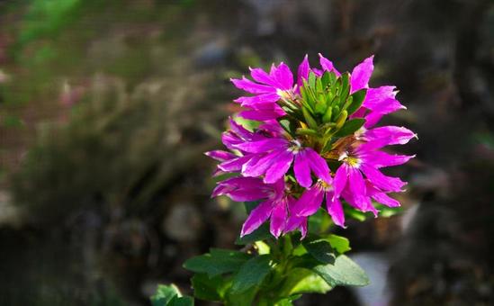 ブルーファンフラワー　綾瀬1 ブルーファンフラワー,紫,ピンクの写真素材