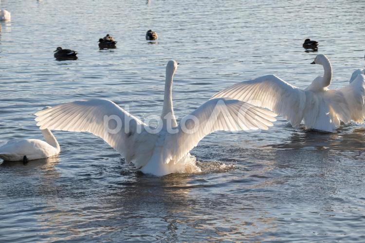 白鳥と鴨と瓢湖 コハクチョウ,羽ばたき,渡り鳥の写真素材