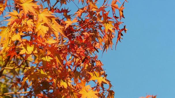 紅葉 紅葉の写真