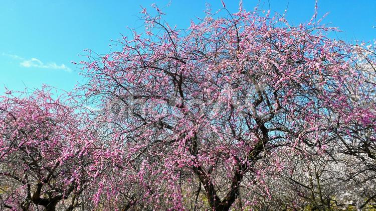 梅林公園　梅の花 梅,花,梅林の写真素材