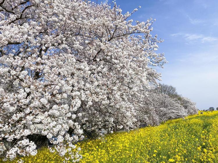 桜と菜の花 桜,菜の花,春の写真素材