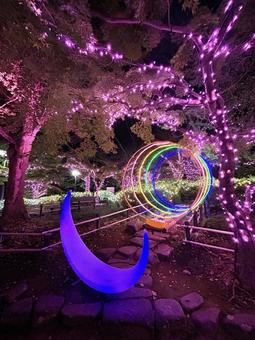 公園内のイルミネーション イルミネーション,夜,ライトアップの写真素材