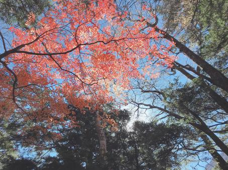 紅葉 紅葉の写真