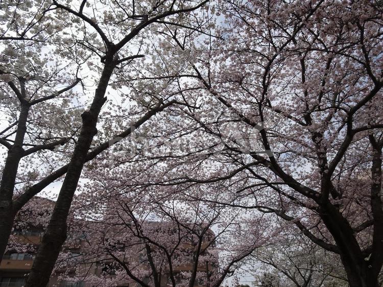 曇り日の桜-3 曇り日,空,雲の写真素材