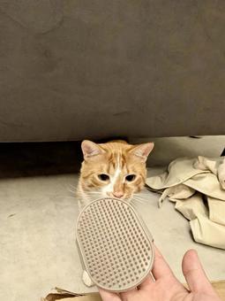 ブラシをクンクンする花見ちゃん ブラシをクンクンする花見ちゃん ねこ,かわいい,ペットの写真素材