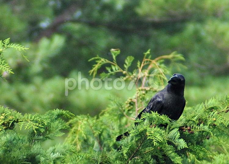 森のカラス 烏,野鳥,黒の写真素材