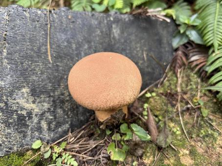 ノウタケ ノウタケ ノウタケ,遣水観音山,きのこの写真素材