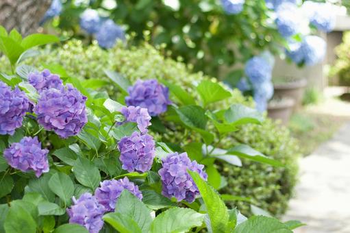 アジサイ　引き写真 アジサイ,紫陽花,風景の写真素材