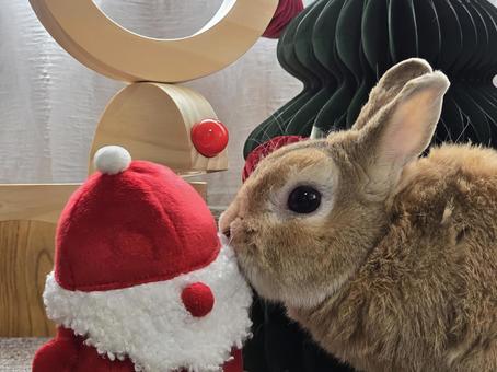 クリスマスの飾りとうさぎ クリスマスの飾りとうさぎ うさぎ,クリスマス,ウサギの写真素材