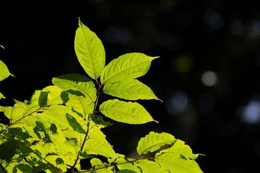 光を透かす緑の葉と森の中の静けさ 光を透かす緑の葉と森の中の静けさ 葉,光,緑の写真素材