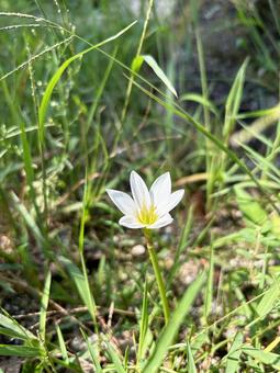 日を浴びるタマスダレの花 日を浴びるタマスダレの花の写真