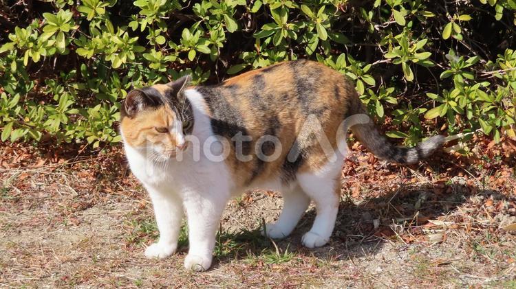 パトロール中に立ち止まるモフモフな三毛猫 三毛猫,猫,パトロールの写真素材