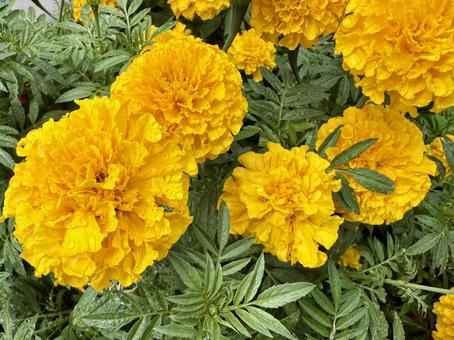 マリーゴールド(イエロー) マリーゴールド(イエロー) マリーゴールド,花,園芸の写真素材