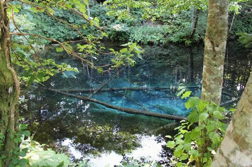神の子池4 神の子池,ブルー,池の写真素材