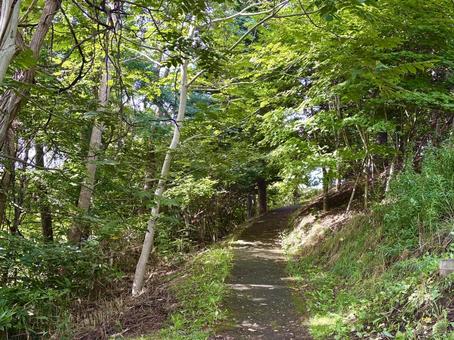 山の中の道 山の中の道 山,木々,山道の写真素材