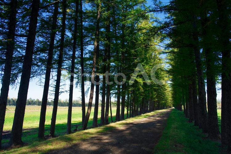 エゾマツの並木道 並木道,エゾマツ,道の写真素材