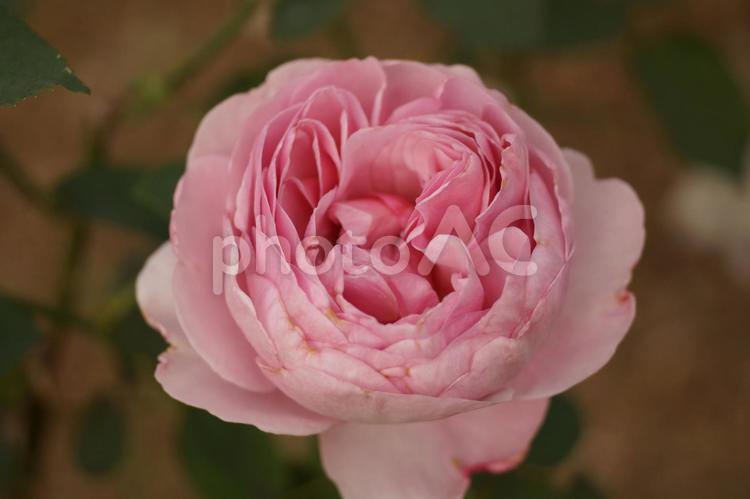 ピンクの薔薇 薔薇,花,秋の写真素材