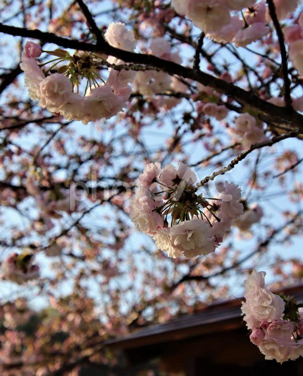 淡いピンク色のサクラが美しい 桜の花,八重桜,春の写真素材