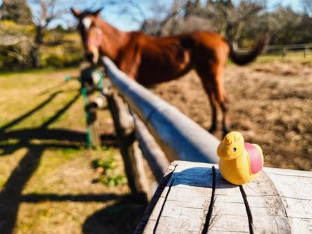 午年と馬と 馬,茶色,牧場の写真素材