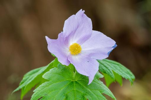 シラネアオイ⑴ シラネアオイ⑴ 春,花,シラネアオイの写真素材