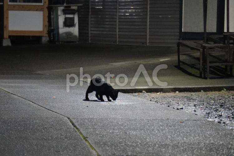 闇夜の黒猫 ねこ,猫,動物の写真素材