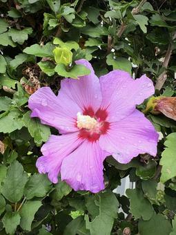 雨上がりのムクゲの花 01 木槿,ムクゲ,花の写真素材