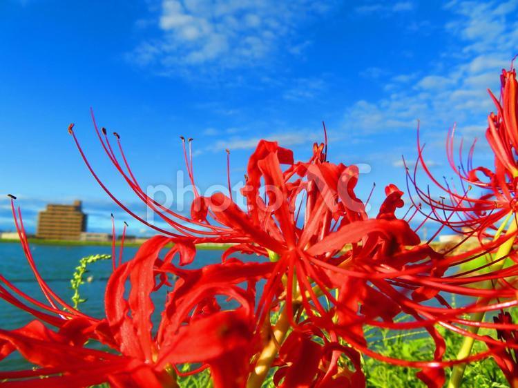 ９月中旬の大池の光を浴びるヒガンバナの花 背景,彼岸花,ヒガンバナの写真素材