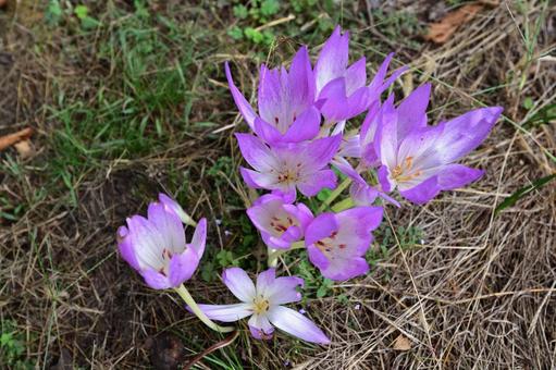 イヌサフランの花 イヌサフランの花の写真