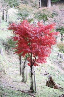 一本紅葉 一本紅葉の写真