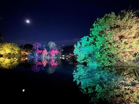 中島公園の夜景シリーズ09 紅葉,もみじ,池の写真素材