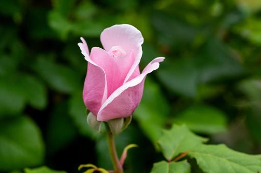 「感謝」が花言葉、ピンクの薔薇 「感謝」が花言葉、ピンクの薔薇 薔薇,バラ,ピンク色の写真素材