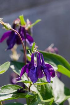 西洋オダマキの花 西洋オダマキの花 セイヨウオダマキ,西洋オダマキ,花の写真素材