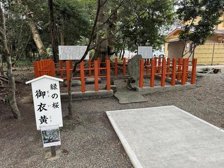 息栖神社　御衣黄 息栖神社,東国三社,茨城県の写真素材