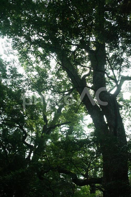 木漏れ日が射す森2 緑,光,木漏れ日の写真素材