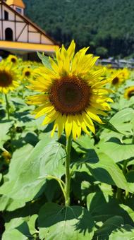 夏を抱きしめる花畑 夏を抱きしめる花畑の写真