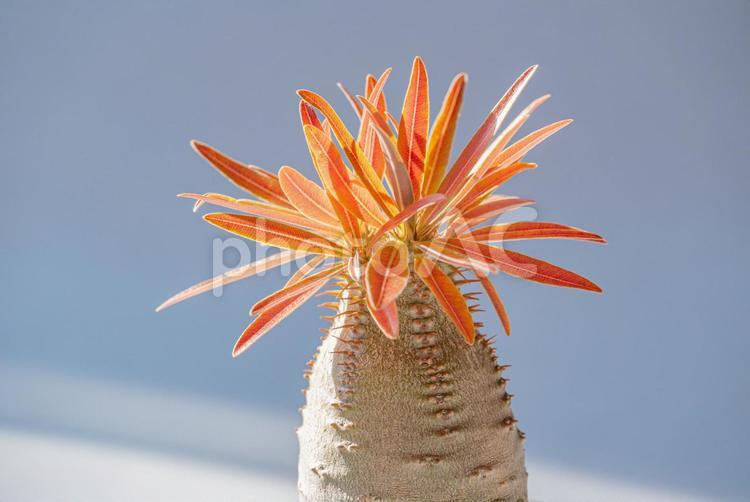 紅葉した塊根植物グラキリスの美しい姿 パキポディウム,グラキリス,パキポディウムグラキリスの写真素材