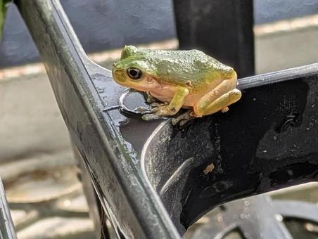 カエル カエル,両生類,緑の写真素材