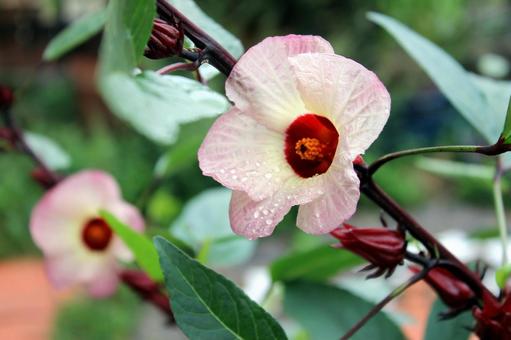 雨上がりの優しい光を受けるローゼルの花 雨上がりの優しい光を受けるローゼルの花 ローゼル,ハイビスカスローゼル,花の写真素材
