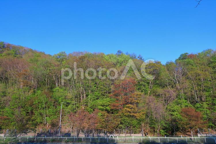 新緑の山(西野・琴似発寒川付近) 1 新緑,春紅葉,紅葉の写真素材