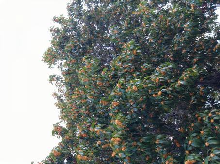 金木犀 桂花,モクセイ科,きんもくせいの写真素材