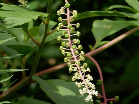 【植物写真】ヨウシュヤマゴボウ 【植物写真】ヨウシュヤマゴボウの写真