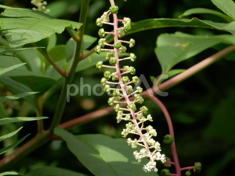 【植物写真】ヨウシュヤマゴボウ ヨウシュヤマゴボウ,洋種山牛蒡,自然の写真素材